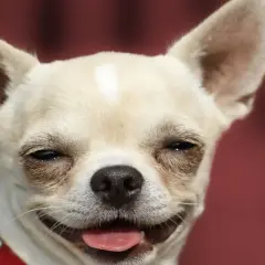 Un chihuahua con orejas grandes y una expresión feliz. ¡Parece que los perros sonríen!