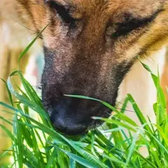 ¿Por qué comen hierba los perros? Razones sorprendentes y preocupaciones