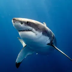 Wielki biały rekin pływający w głębokim, niebieskim oceanie.