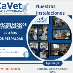 Veterinario del Clínic: Servicios destacados y atención personalizada para tu mascota