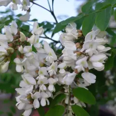Kiedy kwitnie robinia akacjowa? Terminy, zapach, zastosowanie