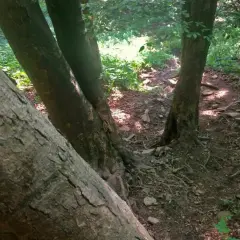 Kamienista ścieżka w lesie, prowadząca na Lackową. Drzewa o grubych pniach tworzą cień.