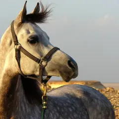 Piękny koń arabski w pustynnym krajobrazie, z grzywą rozwianą przez wiatr.