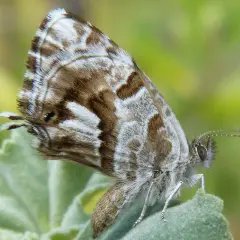 Farfalla del geranio, un insetticida naturale fai da te. Le sue ali marroni e bianche si mimetizzano perfettamente.
