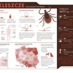 Jak rozpoznać kleszcza na skórze? Kluczowe cechy i różnice