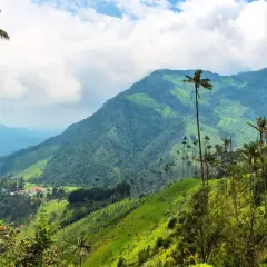 Valle de Cocora, Colombia que ver: palmas de cera altísimas se alzan sobre colinas verdes y un cielo nublado.