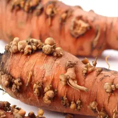 Pomarańczowe marchewki z naroślami, które pokazują, co to są nicienie.
