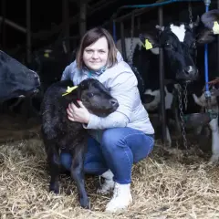 Kobieta tuli czarne cielę, przyszłą krowę wagyu, w oborze pełnej innych krów.