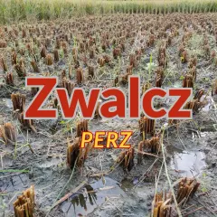 Pole po żniwach z resztkami roślin i napisem "Zwalcz PERZ".