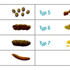 Classificazione delle feci: da dure a liquide. Non feci molli allarme, ma un'analisi visiva per la salute.
