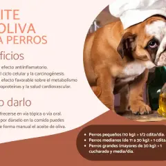 Un bulldog con gorro de chef lame aceite de oliva de una botella. El aceite de oliva es bueno para los perros, ofreciendo beneficios antiinflamatorios y cardiovasculares.