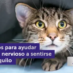 Un gato atigrado asustado se esconde bajo una manta. El texto dice "8 consejos para ayudar a un gato nervioso a sentirse más tranquilo". Aprende cómo relajar a un gato.