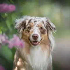 Piękny pies rasy Aussie z charakterystycznym umaszczeniem merle, otoczony kwitnącymi, różowymi kwiatami.