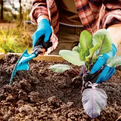 Ręce w niebieskich rękawiczkach sadzą młodą roślinę w żyznej ziemi próchniczej. Obok leży mała łopatka.