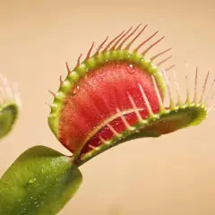 Dionaea, une plante carnivore aux pièges rouges et verts, prête à capturer sa proie. L'entretien de cette plante est fascinant.