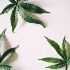 Ile rośnie marihuana? Poznaj etapy i przyspiesz zbiory!