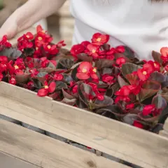 Drewniana skrzynka pełna kwitnących, czerwonych begonii.