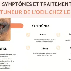 Gros plan sur l'œil d'un chien, présentant des symptômes de mélanome oeil chien, tels que masse ou tâche.
