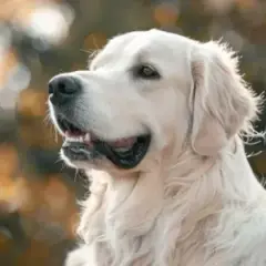 Ile ruchu potrzebuje Golden Retriever? Pełny poradnik dla opiekuna