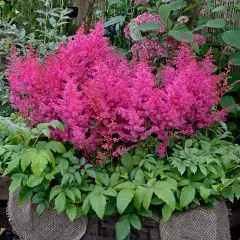 En frodig astilbe i kruka blommar med sina rosa plymer. Gröna bladverk ramar in den vackra blomman.