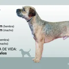 Un border terrier de pie, con información sobre su tamaño, peso y esperanza de vida.