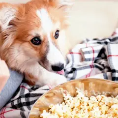 Un perro peludo mira con deseo un bol de palomitas. ¡Parece que los perros pueden comer palomitas!
