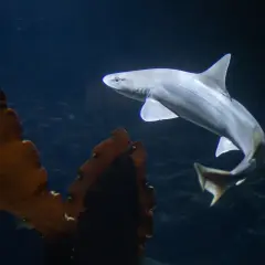 Rekiny w oceanarium Gdynia - co warto zobaczyć i doświadczyć