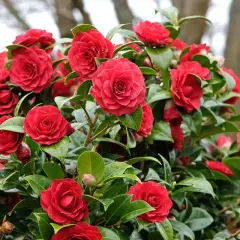 Un buisson de camélias aux fleurs rouges éclatantes, avec son feuillage persistant vert profond, illumine le jardin.