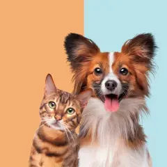 A curious cat and a happy dog side-by-side, prompting the question: are cats smarter than dogs?