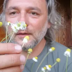Jak odróżnić rumianek od chwastów? Sprawdź zapach i dno kwiatowe!