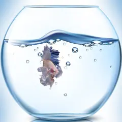 Piękna rybka w kuli, z błękitnymi płetwami, pływa w przejrzystej wodzie, otoczona bąbelkami powietrza.