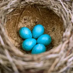 Pięć intensywnie niebieskich jajek z czarnymi plamkami spoczywa w ptasim gnieździe.