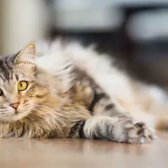Por qué dicen que los gatos tienen siete vidas y su fascinante origen