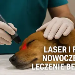 Co robi weterynarz i jak dba o zdrowie Twojego zwierzęcia?