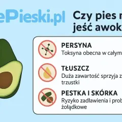 Czy pies może jeść awokado? Grafika ostrzega przed toksyną, tłuszczem i pestką/skórką awokado, które są szkodliwe dla psów.