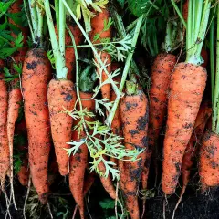 Nyligen uppgrävda morötter, redo att odla mer. Jordiga och saftiga, med gröna blast som sträcker sig mot ljuset.