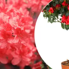 Piękna azalia japońska na pniu, z gęstymi, czerwonymi kwiatami i zielonymi liśćmi, prezentuje się okazale w doniczce.