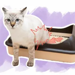 Un chat blanc aux yeux bleus semble souffrir près de sa litière, suggérant une possible infection urinaire.