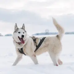 Jakie szelki dla husky zapewnią komfort i bezpieczeństwo Twojemu psu