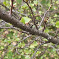 Gros plan sur une branche de prunier, avec de jeunes feuilles vertes qui commencent à pousser.
