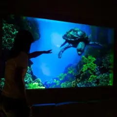 Krasiejów oceanarium: odkryj fascynujący świat prehistorycznych stworzeń