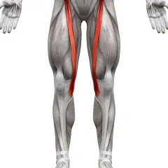 Anatomical illustration of the human leg, highlighting the sartorius muscle (mięsień szewski) in red.