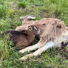 Une petite chèvre brune, l'air effrayée, se blottit contre une chèvre plus grande dans l'herbe.
