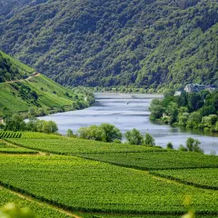 Idyllisches Zelten in Deutschland: Weinberge und Flussufer im Moseltal. Ein perfekter Ort für Naturfreunde.