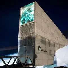 La banca dei semi Norvegia, la Global Seed Vault, è un imponente bunker di cemento immerso nella neve e nell'oscurità artica.