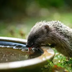 Mały jeż pochyla się nad miską z wodą, by ugasić pragnienie. Widać, co piją jeże w upalny dzień.