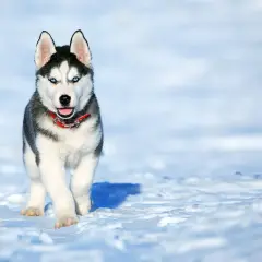Ile kosztuje husky? Cena szczeniaka, utrzymanie i na co uważać?