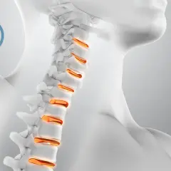 Dettaglio della curvatura cervicale con vertebre evidenziate in arancione.