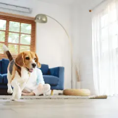 Un beagle corre feliz por el salón, su hogar perfecto. La luz entra por la ventana, iluminando su alegre **habitat del perro**.