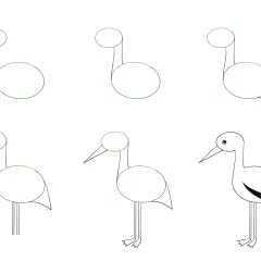Ilustracja krok po kroku rysowania bociana, zaczynając od kółek.